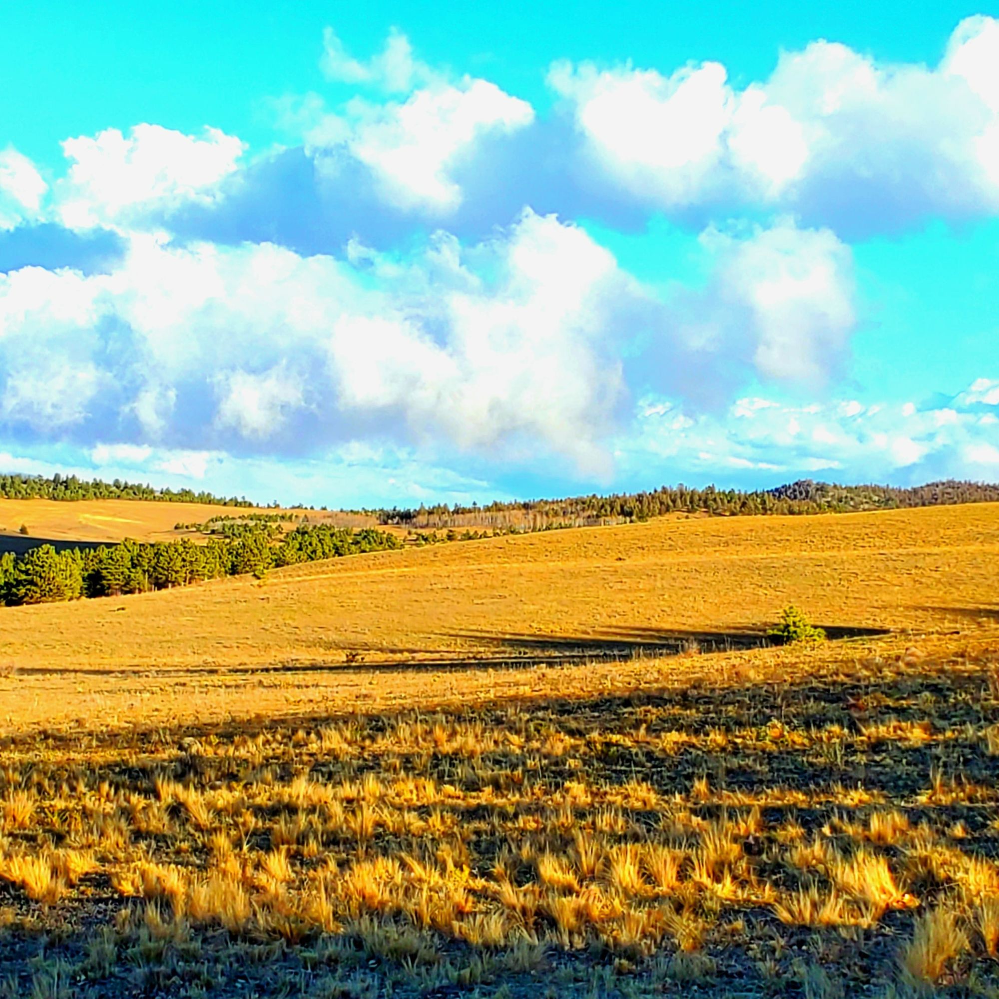 field